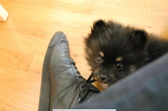 Pupper Vs. Shoe