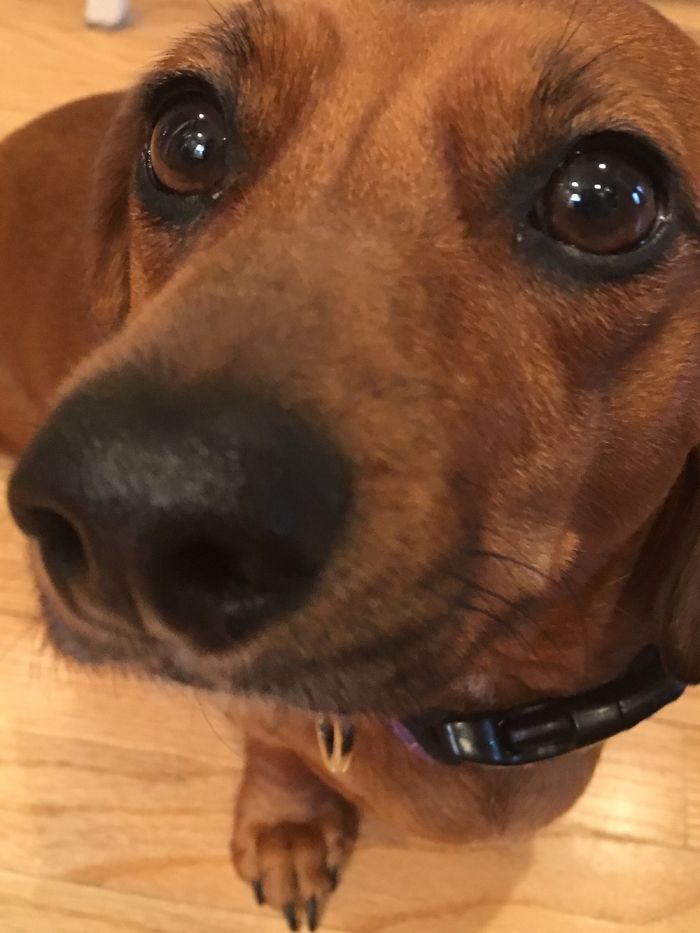 This Little Puppet Is Vienna Because She Is A Wiener Dog