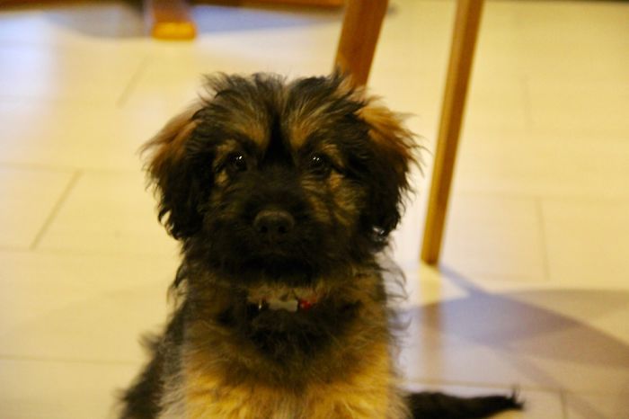Meet Omaha, 3-Month Old Cão Da Serra De Aires Herding Dog.