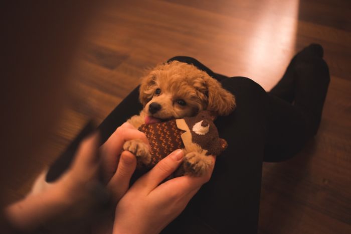 Best Friends From Day 1. Nappi Doggo And Teddy Von Teddy.