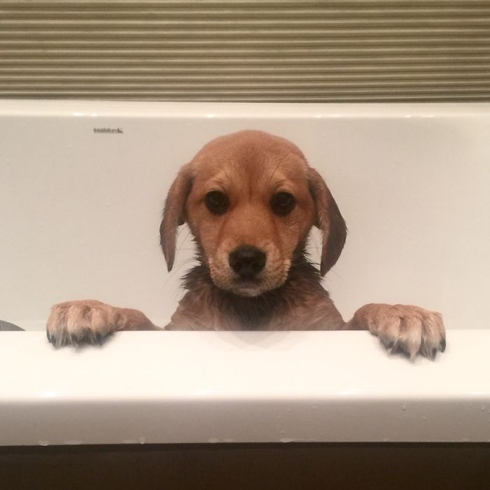 First Bath. Our Shiba-Beagle At 8 Weeks Old