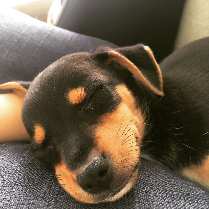 He Used To Sleep All The Time. Now It Is Hard To Get Him To Calm Down At All