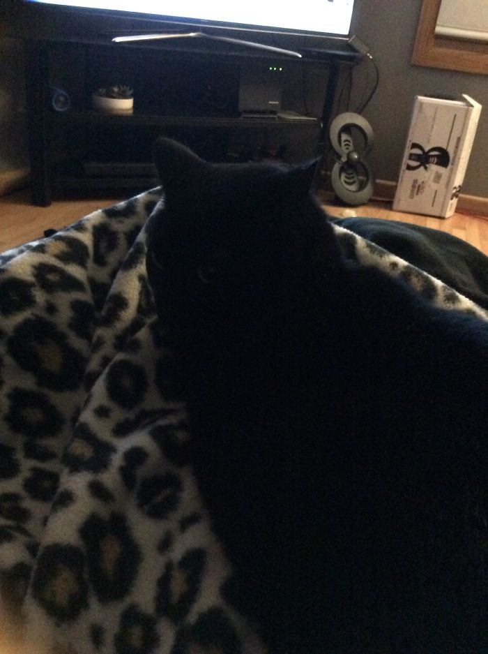 This Is Zsa Zsa... Aka Boo Boo, Bubba, Kiki, Keeks, Smushyface, Lover Dover, Poops.. Pretty Much Anything But Her Actual Name.