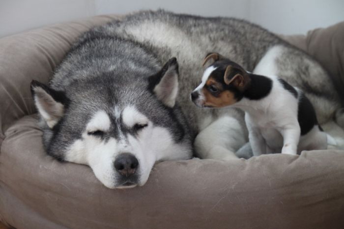 Two Month Old Kristoferson Checking Out His Big Brother Kal-El.