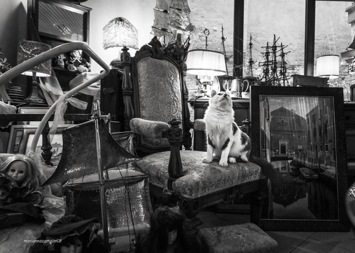 Oscar At The Antique Dealer