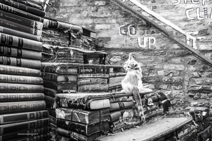 Ziggy At The Bookshop