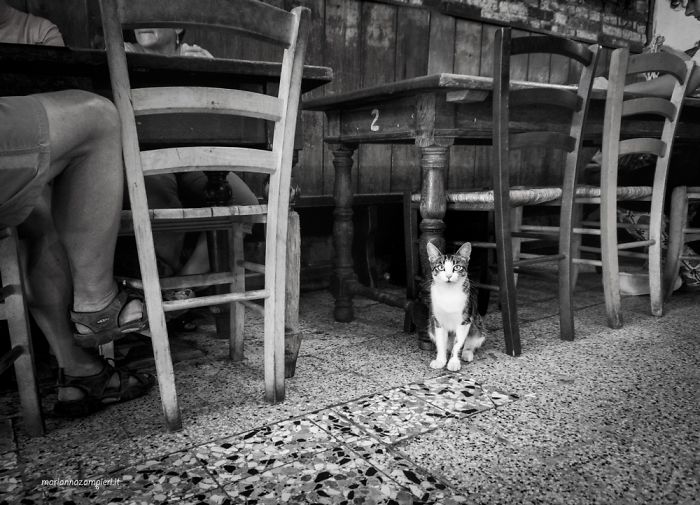 Grigetta At The Restaurant