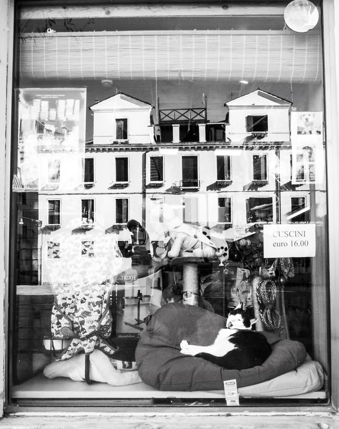 Bicio At The Pet Shop