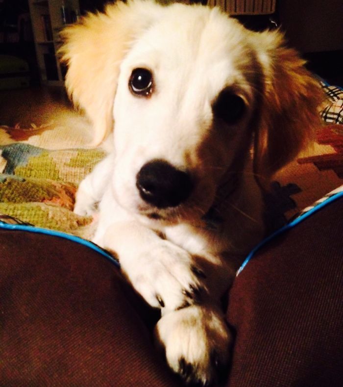 This Is Tesla When She Was 3 Months Old. It Has Been 4 Years Since The Adoption