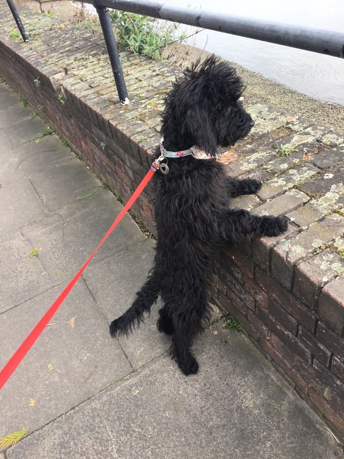 But Mollie On A Walk? Super Cute. She Likes To Stand All The Time!