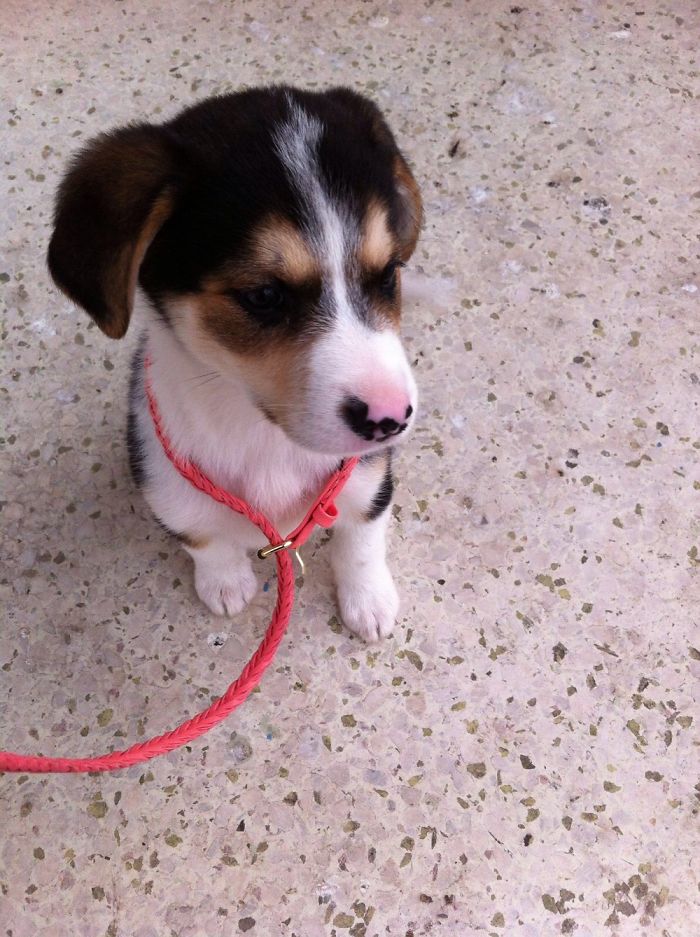 Squeak My Beaski (Beagle Husky) At 4 Months Old...belt Walking On The Balcony