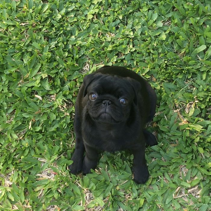 Piñón The Pug! 🤗