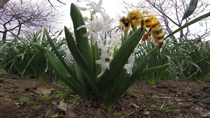Bees Flying Between Blooming Trees And Flowers To Collect The Pollen Needed For The Honey Stock