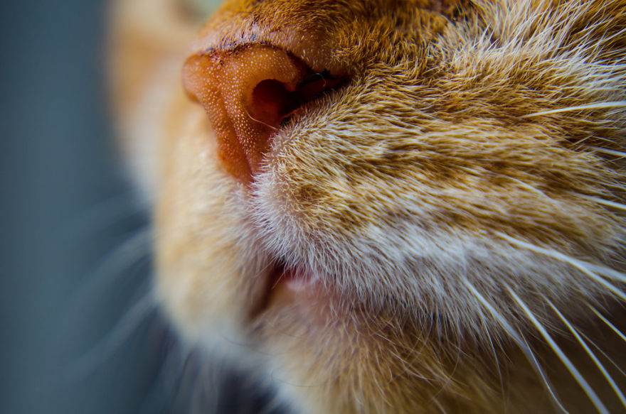 Cat-Noses-Macro-Photography