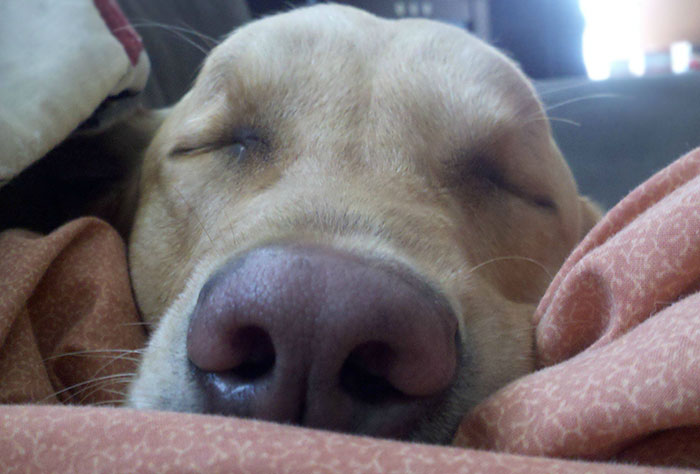 I'm Home Sick Today. It's Not So Bad Anymore