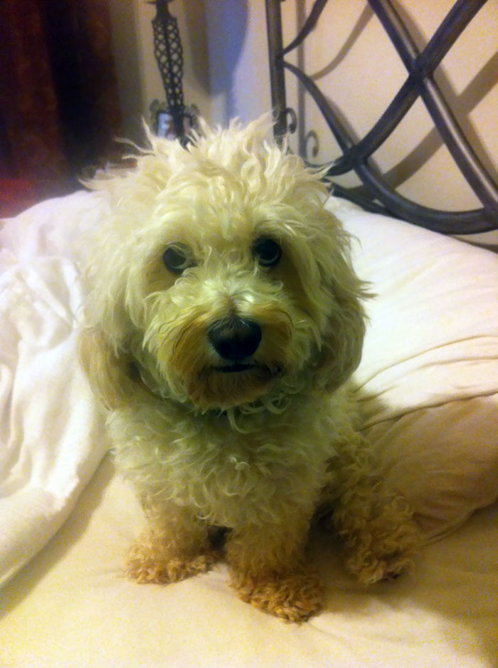 Sick On My Cake Day. This Little Guy Has Never Gotten Much Love Here, But He's Been Cuddled Up In Bed With Me All Day