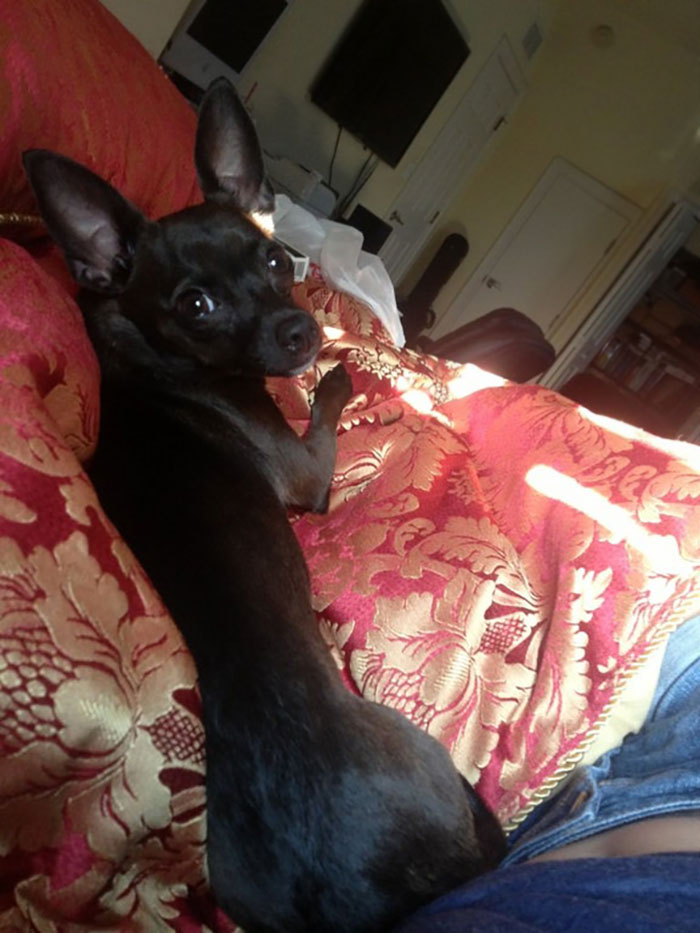 I've Been Sick And In Bed All Day For The Past Week. She Hasn't Left My Side. Dogs Are The Best Companions