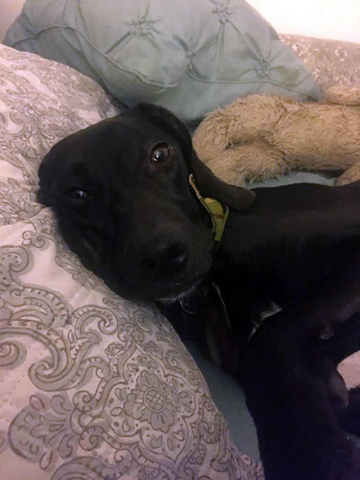 I May Be In Bed Sick Today But At Least I Have My Snuggle Buddy