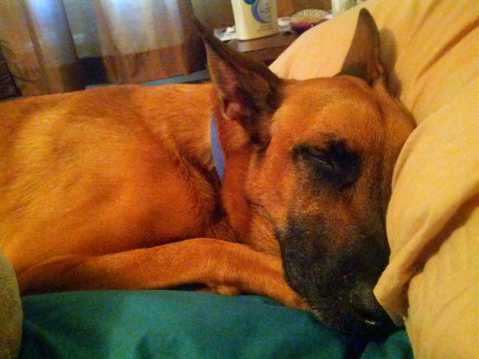 Taking A Sick Day Today. Just Woke Up To This Dog - Face Next To Me In Bed