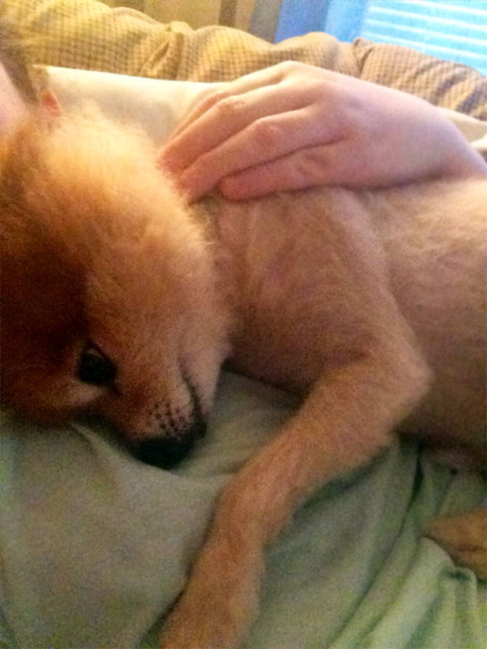 My Dog Can Tell I'm Sick, This Is His Attempt To Make Me Feel Better