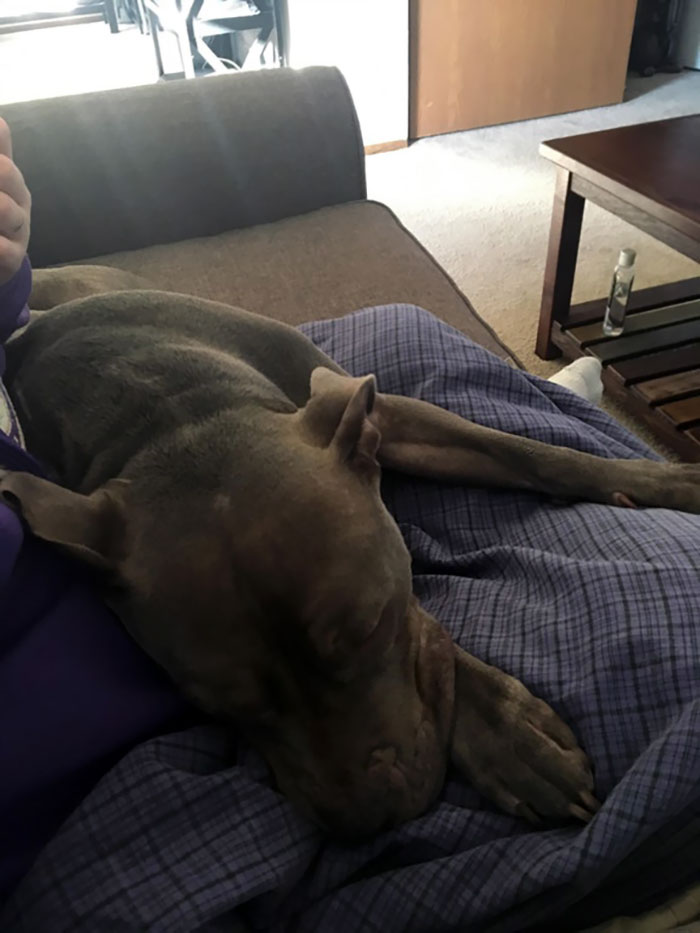 My Dog Trying To Comfort Me While I’m Not Feeling Well