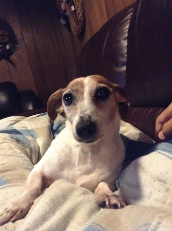 My Good Girl Refuses To Leave My Side Whenever I Am Ill