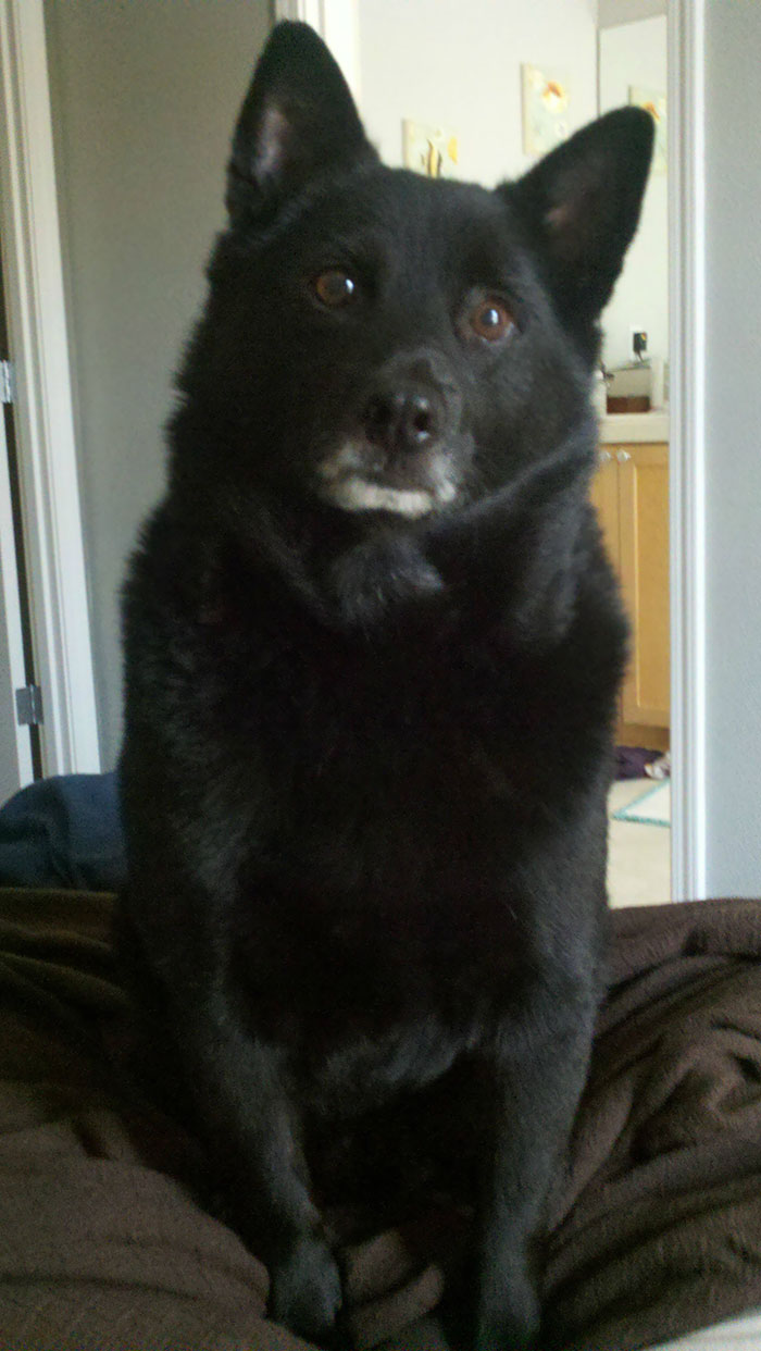 All These Loving Dogs And Here I Am, Sick In Bed While My Dog Is Very Concerned... Concerned That He Won't Get Some Of My Chicken Noodle Soup