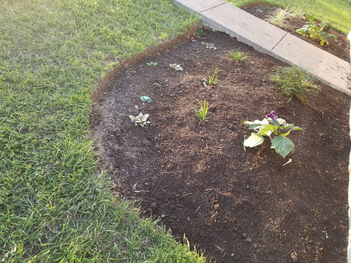 Man Grows A Garden To Keep Promise For His Late Wife, Gets Heartwarming Help From A "Plant Fairy" Man Grows A Garden To Keep Promise For His Late Wife, Gets Heartwarming Help From A "Plant Fairy"