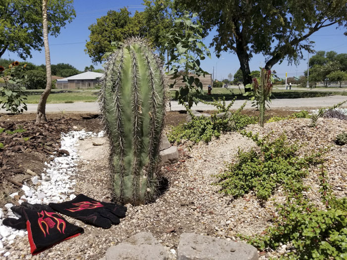 Man Grows A Garden To Keep Promise For His Late Wife, Gets Heartwarming Help From A "Plant Fairy"