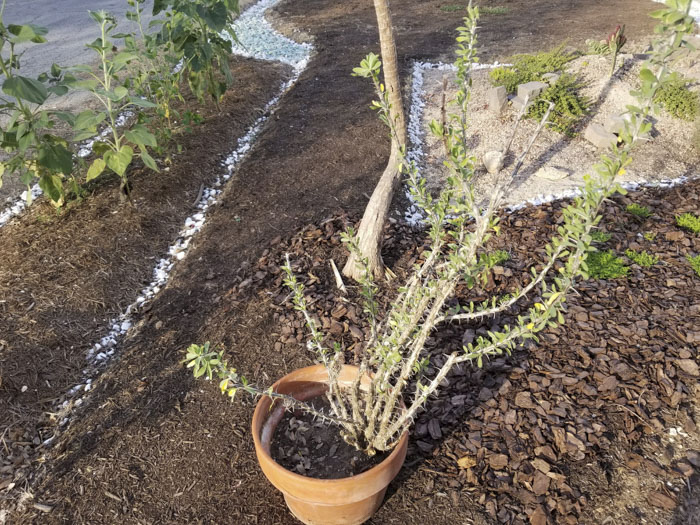 Man Grows A Garden To Keep Promise For His Late Wife, Gets Heartwarming Help From A "Plant Fairy" Man Grows A Garden To Keep Promise For His Late Wife, Gets Heartwarming Help From A "Plant Fairy"