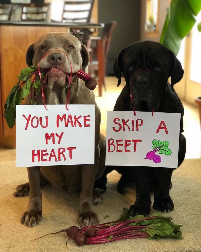 Mastiff Jokes
