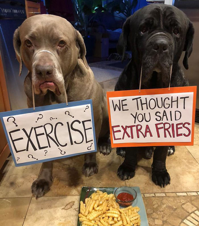 These Two Mastiffs Are The Cheesiest Couple, And We Can’t Get Enough Of Their One-Liners