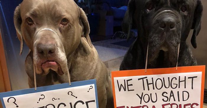 These Two Mastiffs Are The Cheesiest Couple, And We Can’t Get Enough Of Their One-Liners