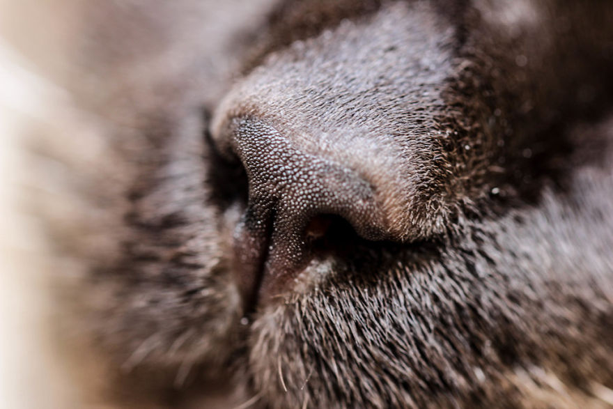 Cat-Noses-Macro-Photography