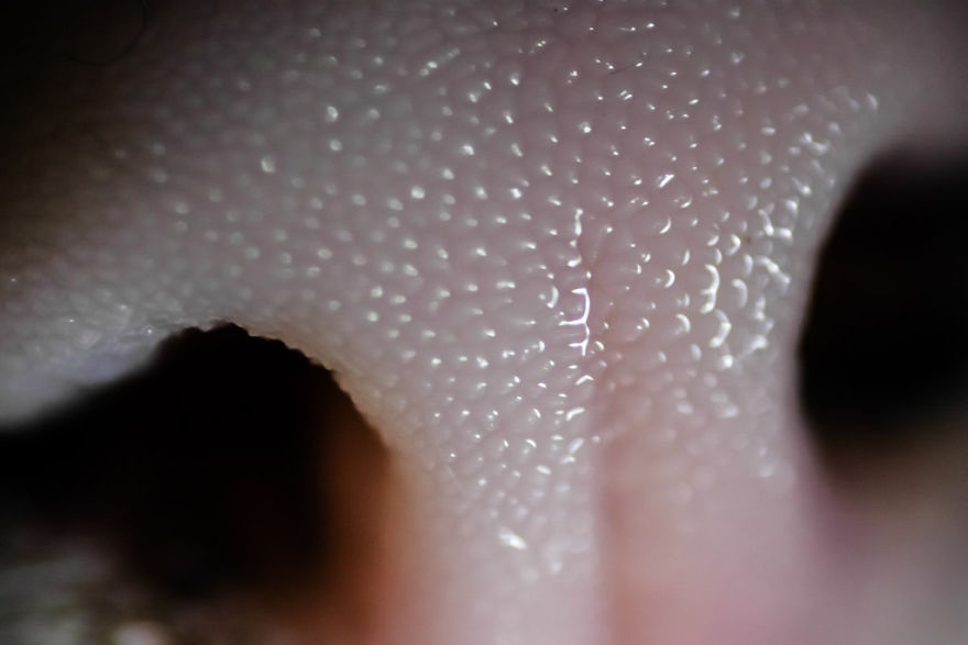 Cat-Noses-Macro-Photography
