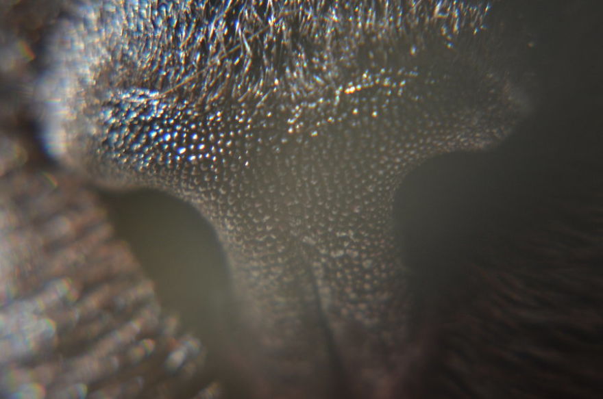 Cat-Noses-Macro-Photography