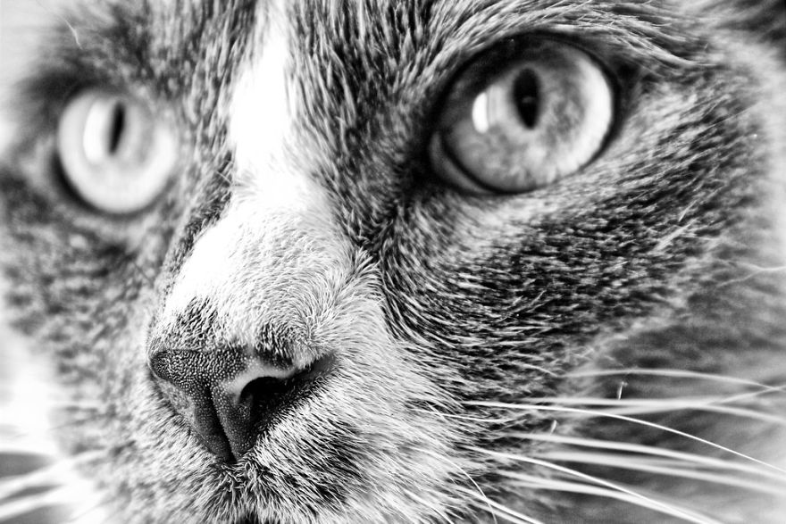 Cat-Noses-Macro-Photography