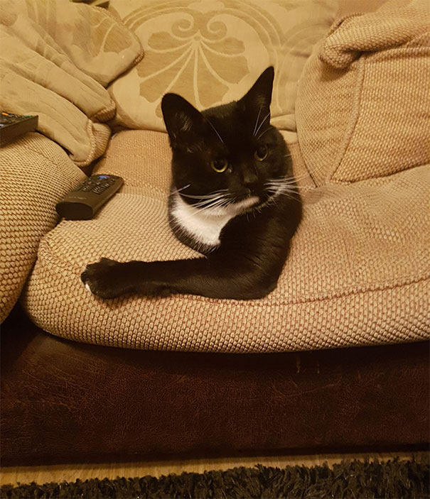 My Fiance Took This Pic That Makes The Cat Look Like He's Made Out Of A Head And Just One Massive Arm