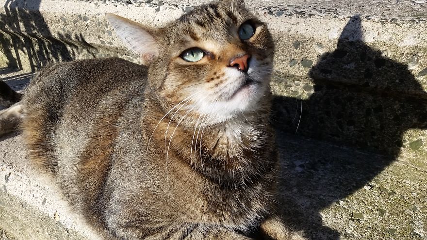 Meet Pip, The 9-Year Old Tabby Cat Meet Pip, The 9-Year Old Tabby Cat