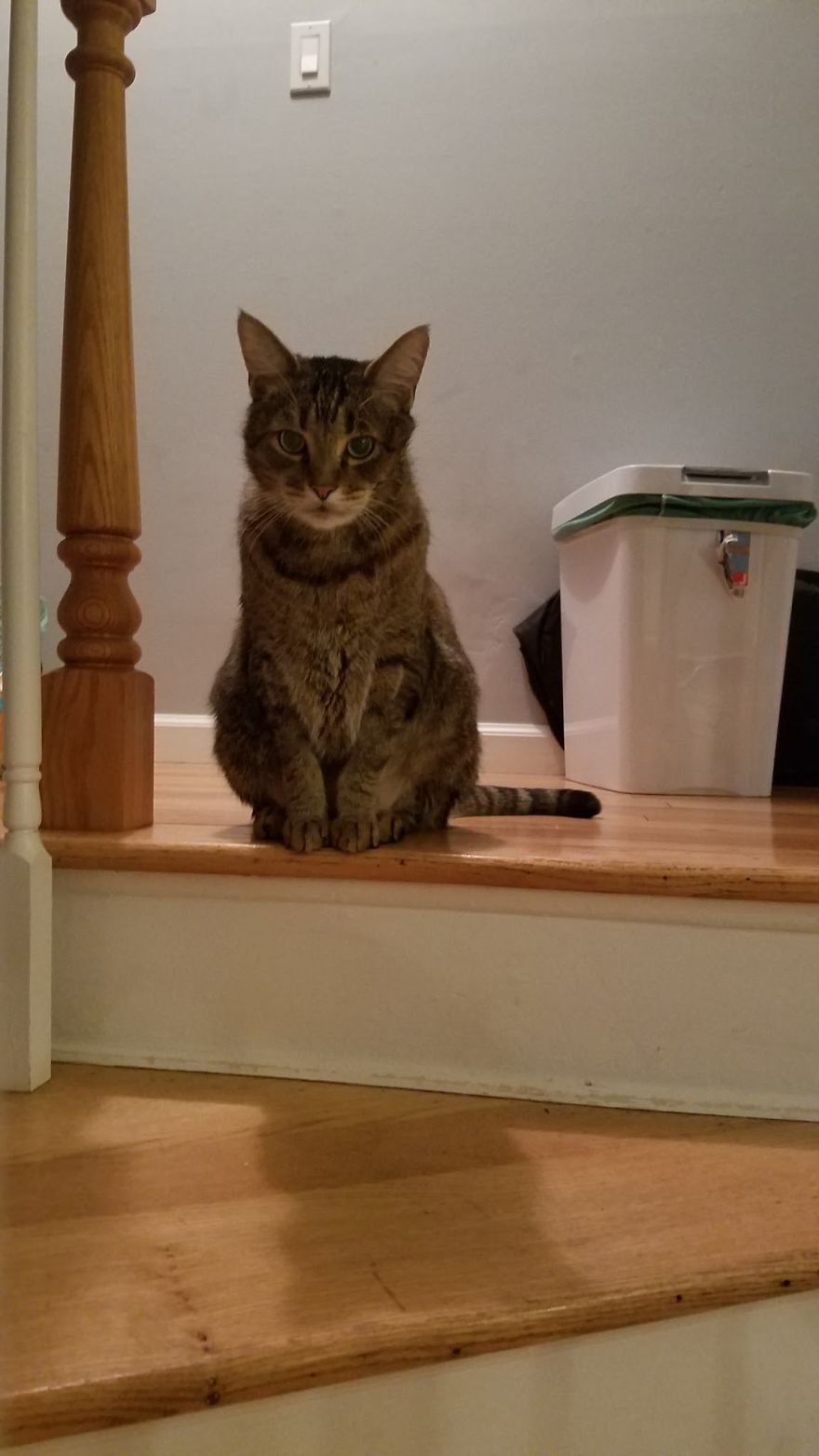 Meet Pip, The 9-Year Old Tabby Cat Meet Pip, The 9-Year Old Tabby Cat