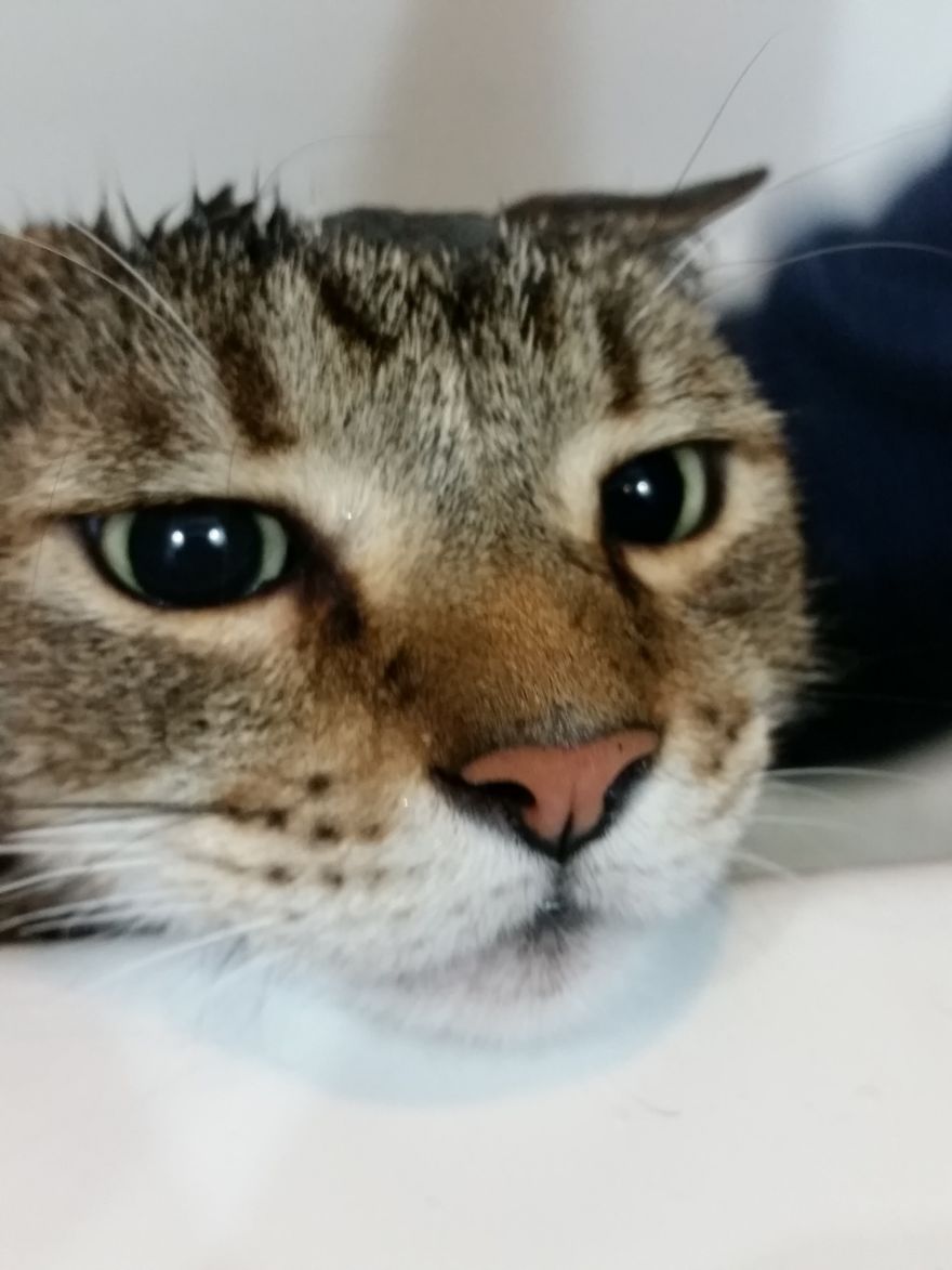 Meet Pip, The 9-Year Old Tabby Cat Meet Pip, The 9-Year Old Tabby Cat