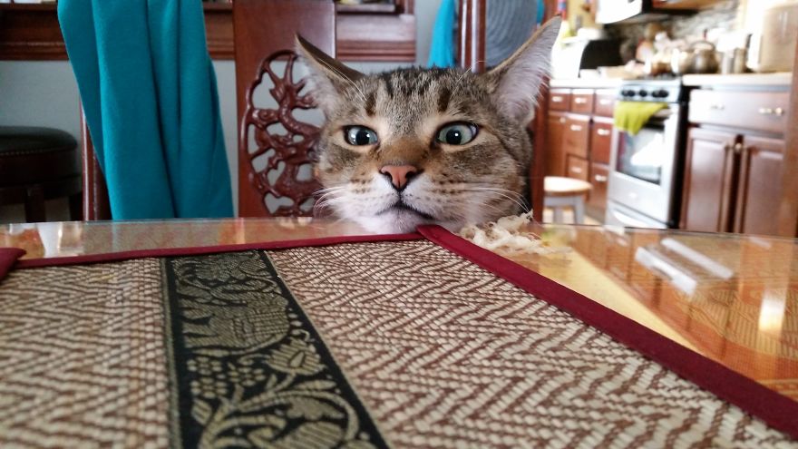 Meet Pip, The 9-Year Old Tabby Cat Meet Pip, The 9-Year Old Tabby Cat