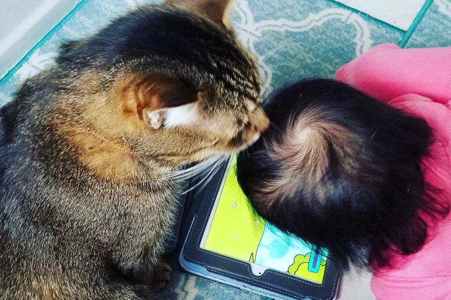 Meet Pip, The 9-Year Old Tabby Cat Meet Pip, The 9-Year Old Tabby Cat