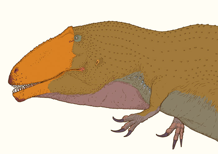 The Giant Meat-Eating Dinosaur, Giganotosaurus, Here Restored With A Throat Sac. This Animal Had Tiny Arms That Terminated In Hook-Like Claws