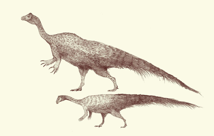 Scaled Pencil Drawings Of Large And Small Forms Of Plateosaurus. This Early Plant-Eating Dinosaur Exhibited A Large Variety In Body Sizes