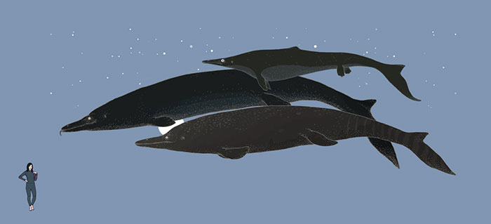 Mosasaurs Were Gigantic, Sea-Dwelling Relatives Monitor Lizards That Lived At The Time Of The Dinosaurs