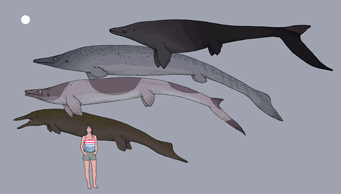 Medium-Size Mosasurs, Swimming Lizards That Lived At The Time Of Dinosaurs, In Comparison With A Modern-Day Person