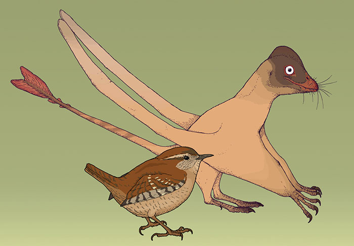 Measured Drawing Of The Small Chinese Pterosaur Qinglongopterus, A Relative Of Rhamphorhynchus. This Flying Reptile Is Known From The Fossil Of A Very Small Juvennile - Not Much Larger Than The Eurasian Wren, Troglodytes Troglodytes Living Today