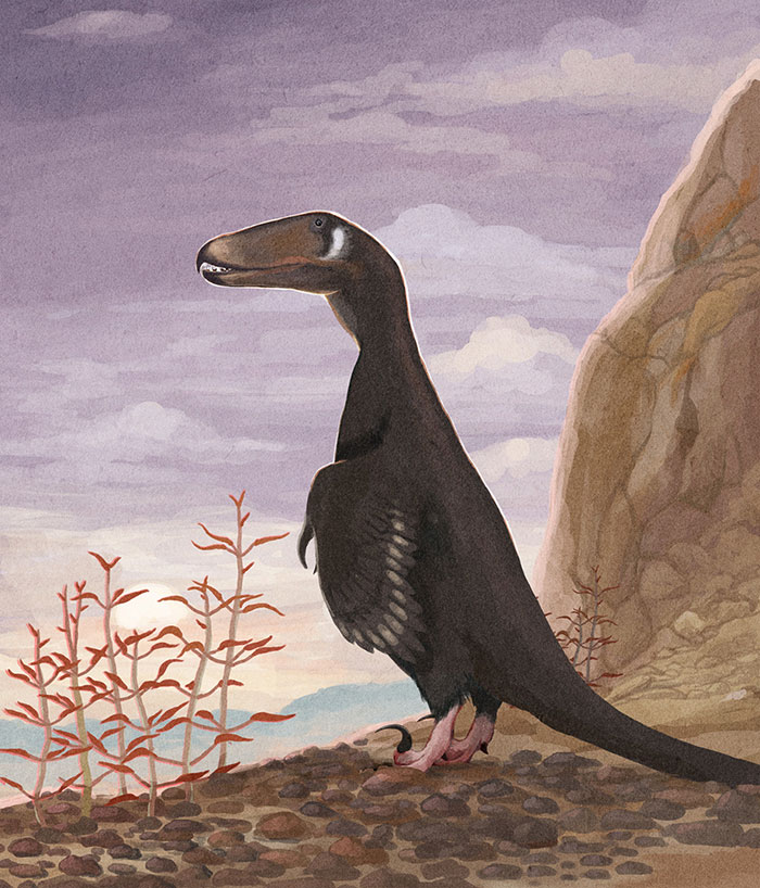 The Extremely Birdy Predatory Dinosaur Deinonychus Watches The Sunset At A Canyon