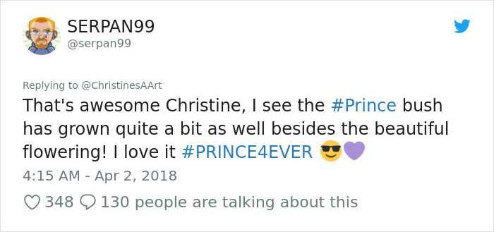 prince-tribute-bush-bloom-christine-stein-sacramento-california-10